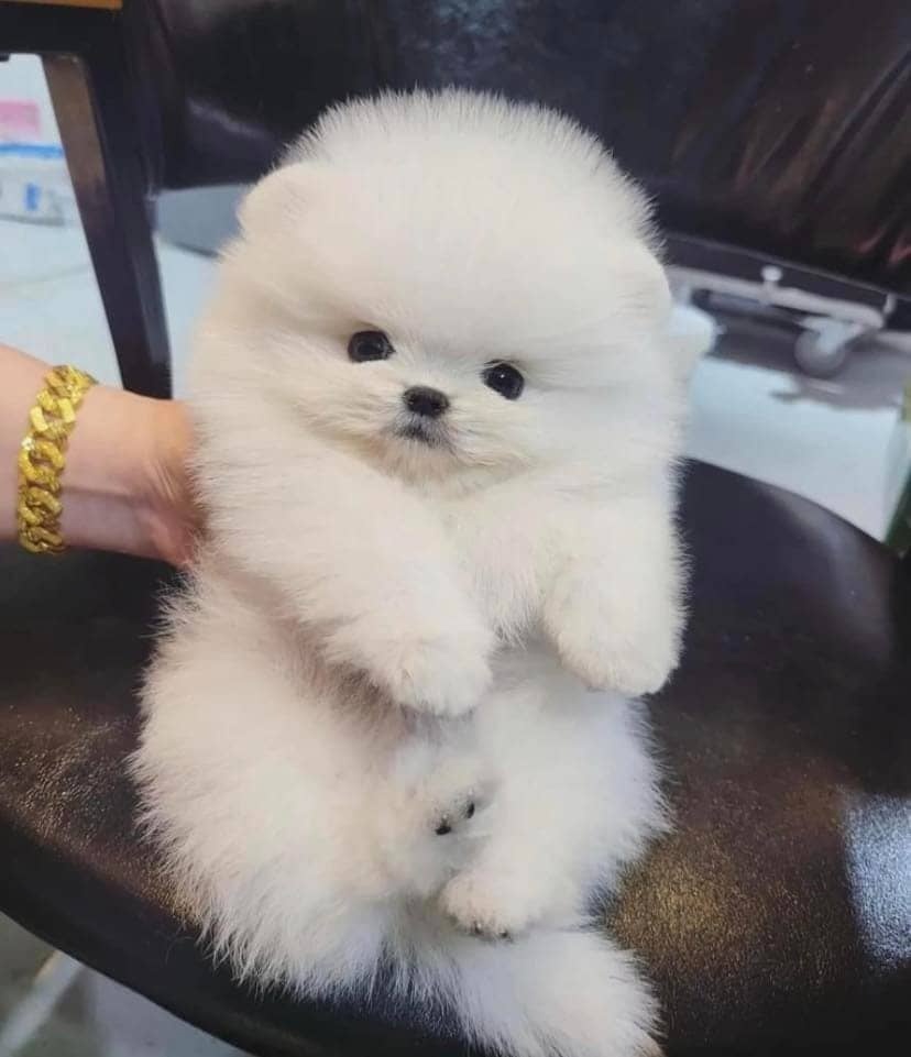 Szczenięta rasy pomeranian na sprzedaż.