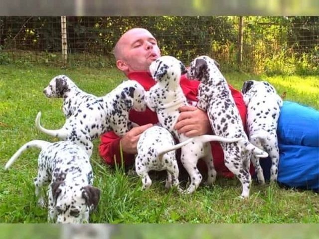 Szczenięta rasowe dalmatyńczyki dostępne do adopcji