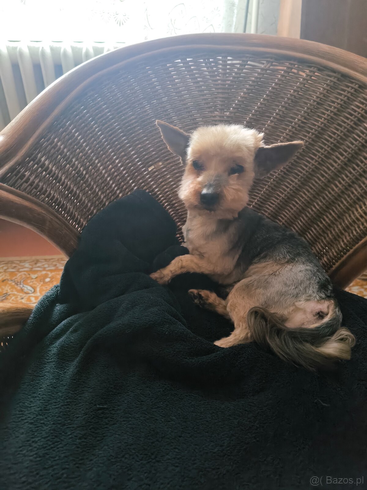 Senior w typie Yorka do adopcji - pilne