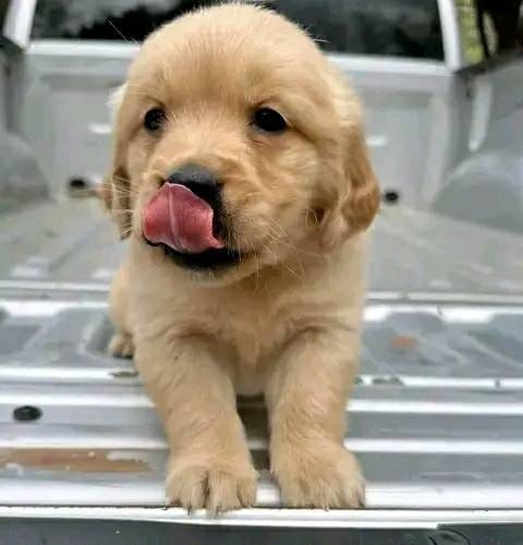 Szczenięta rasy Golden Retriever na sprzedaż.