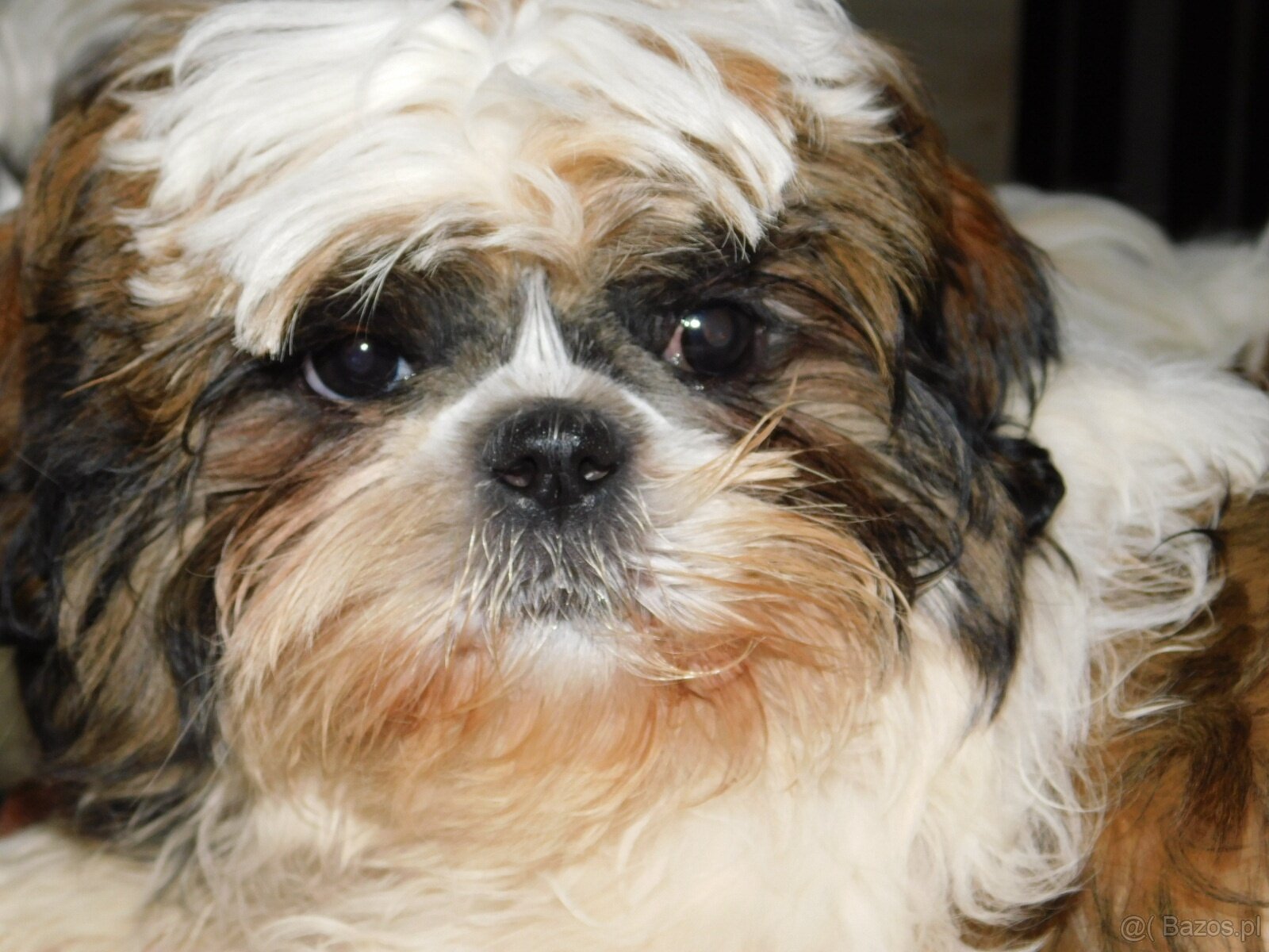 Cudna sunia Bibi shih tzu