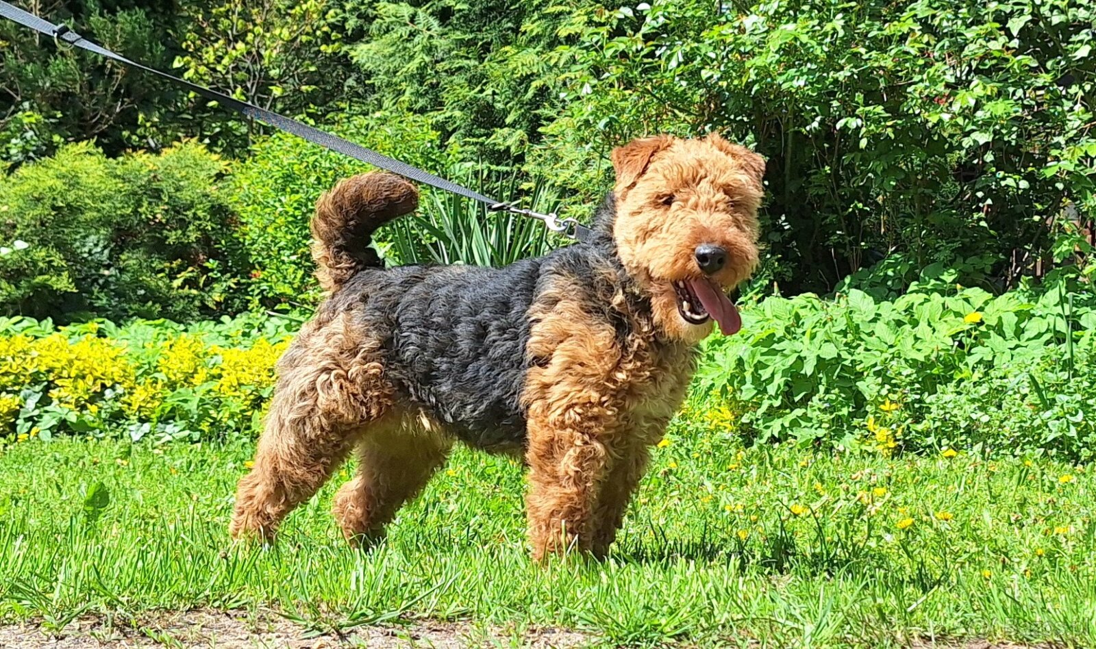 Suka welsh Terrier ZKWP FCI terier