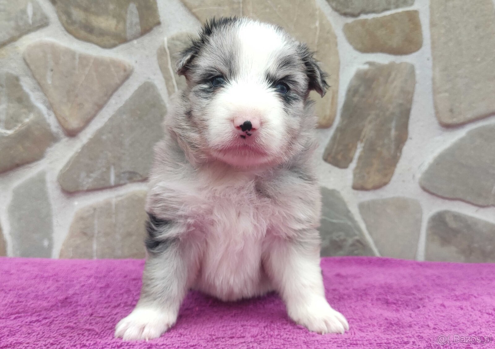 Samiec BORDER COLLIE z Hodowli - Rasowy z pełną dok.