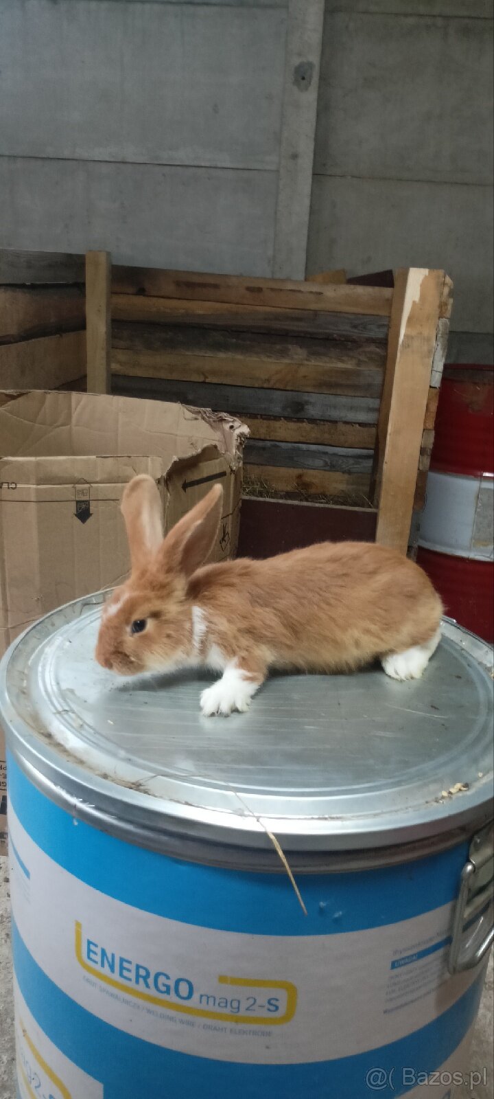 Sprzedam króliki 3 miesięczne