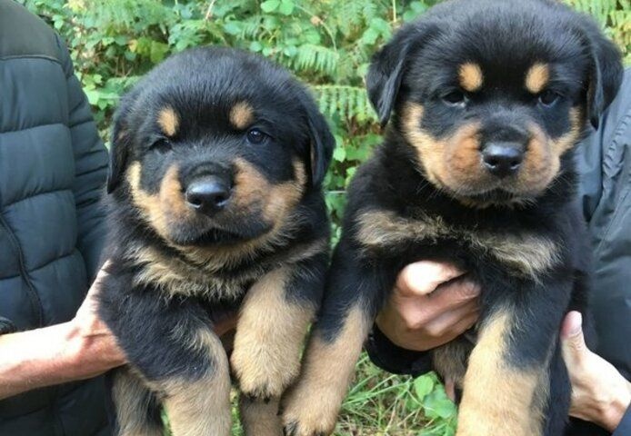 Szczenięta rottweilera szukają domu