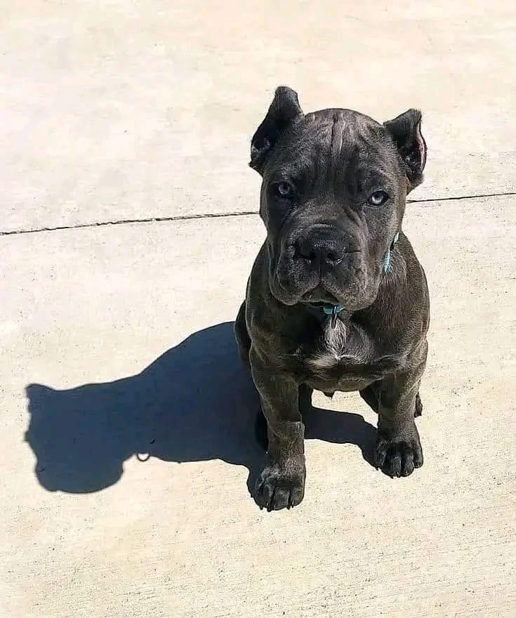 Szczenięta rasy Cane Corso na sprzedaż.
