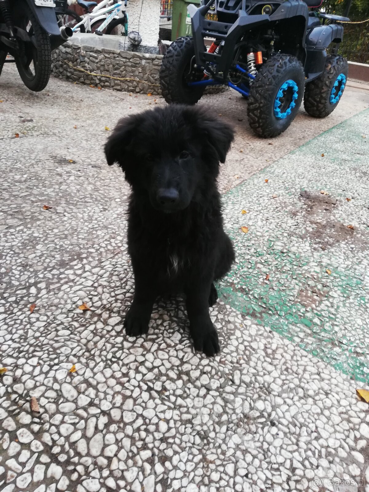 Szczeniak owczarka niemieckiego