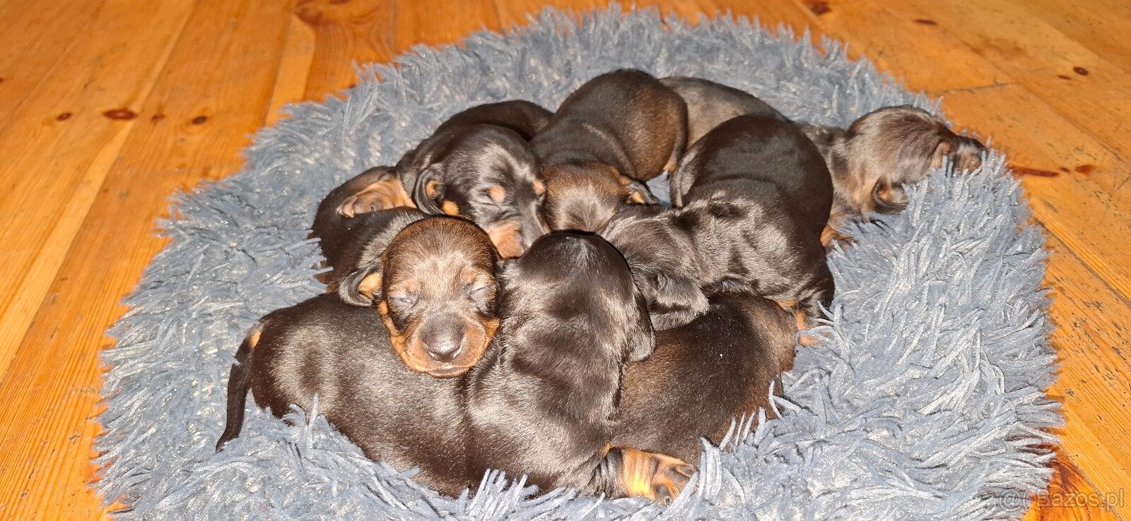 Jamnik miniaturka krótkowłosy