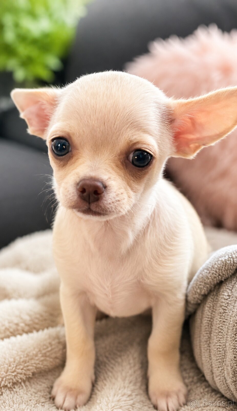 Piękna dziewczynka chihuahua krótkowłosa