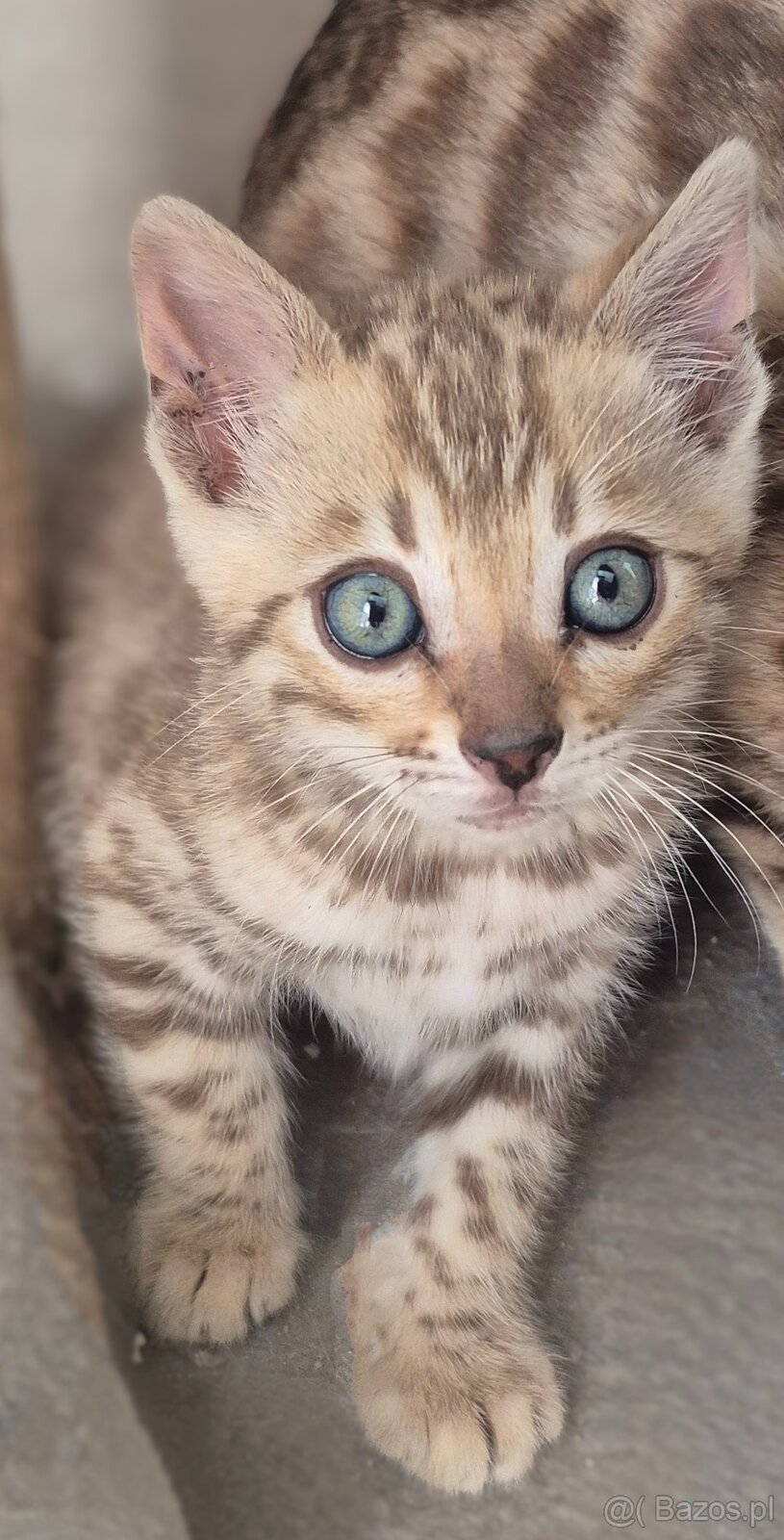 Bengal koty PP