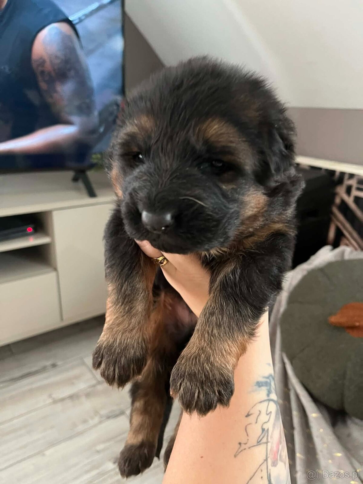 Owczarek Niemiecki Długowłosy