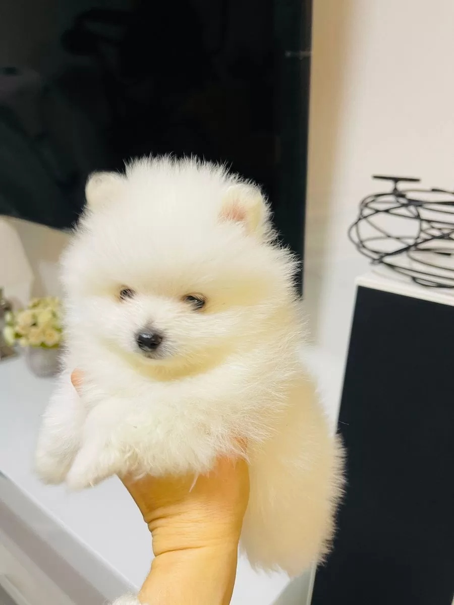 Szpic miniaturowy - pomeranian