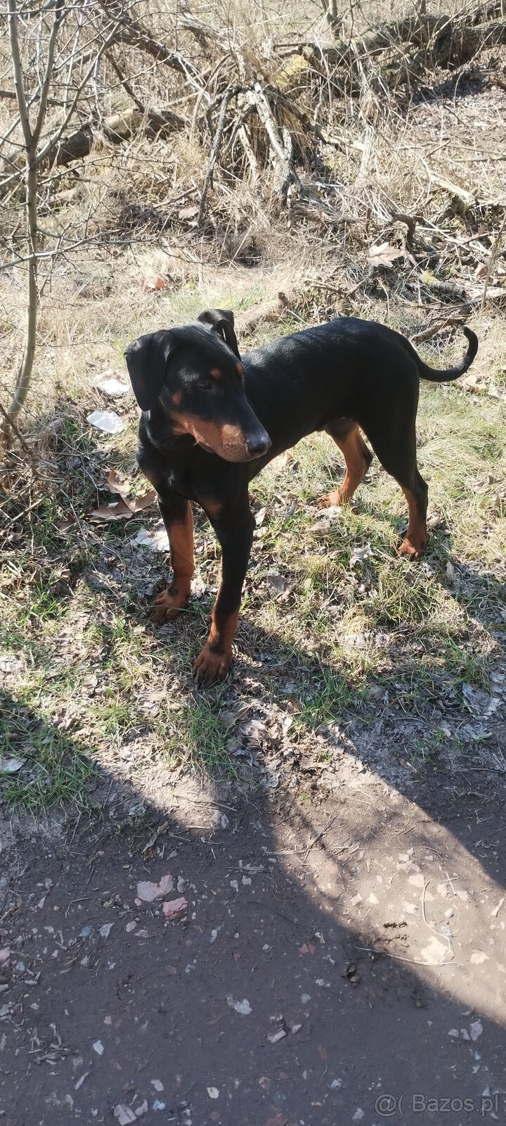 Doberman 6 Miesiecy