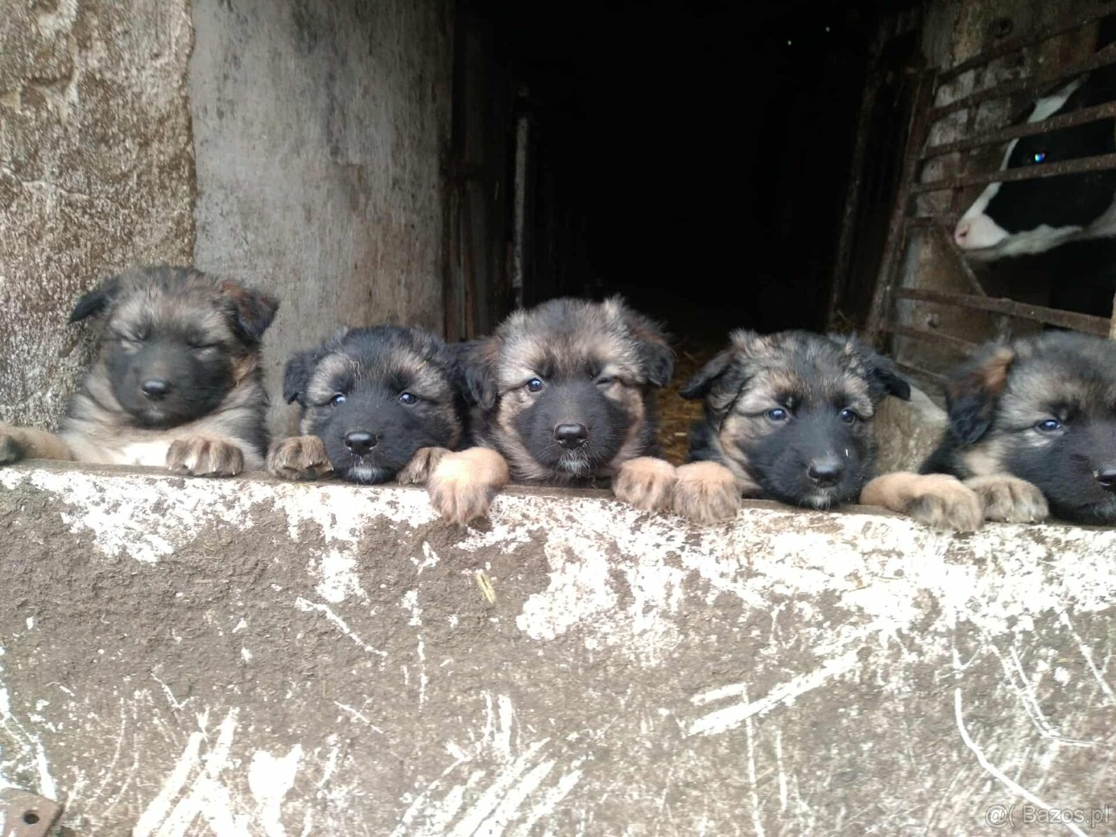 Owczarki niemieckie długowłose