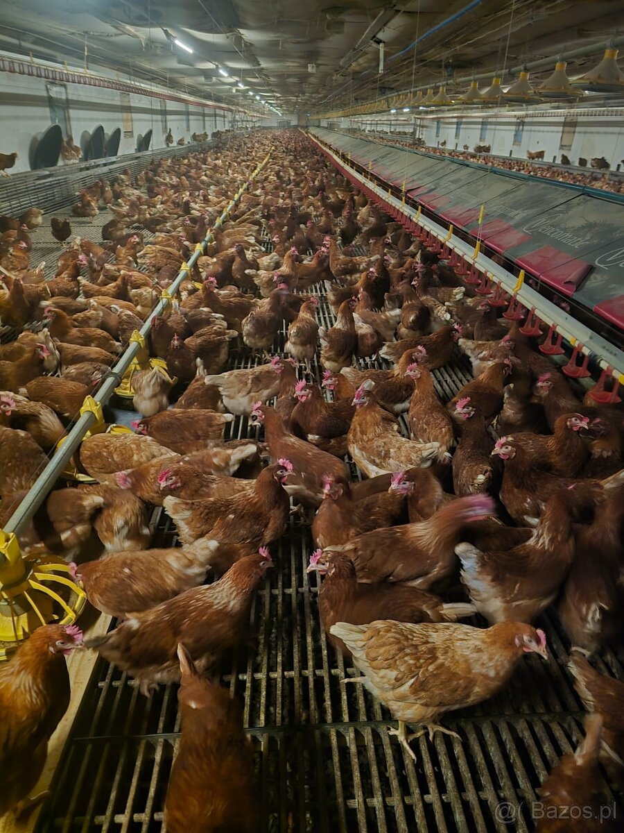 Kury z jajkiem Rossa