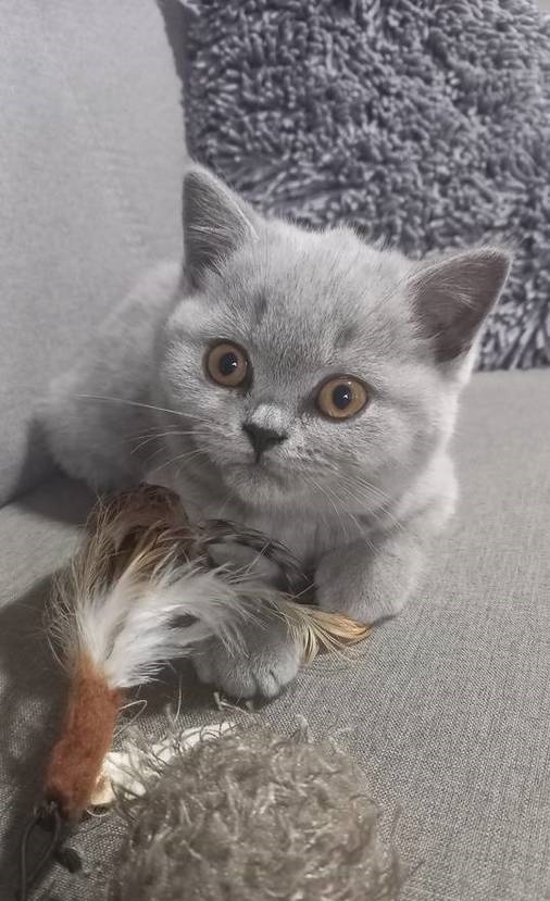 Slodkie kociaki Brytyjskie