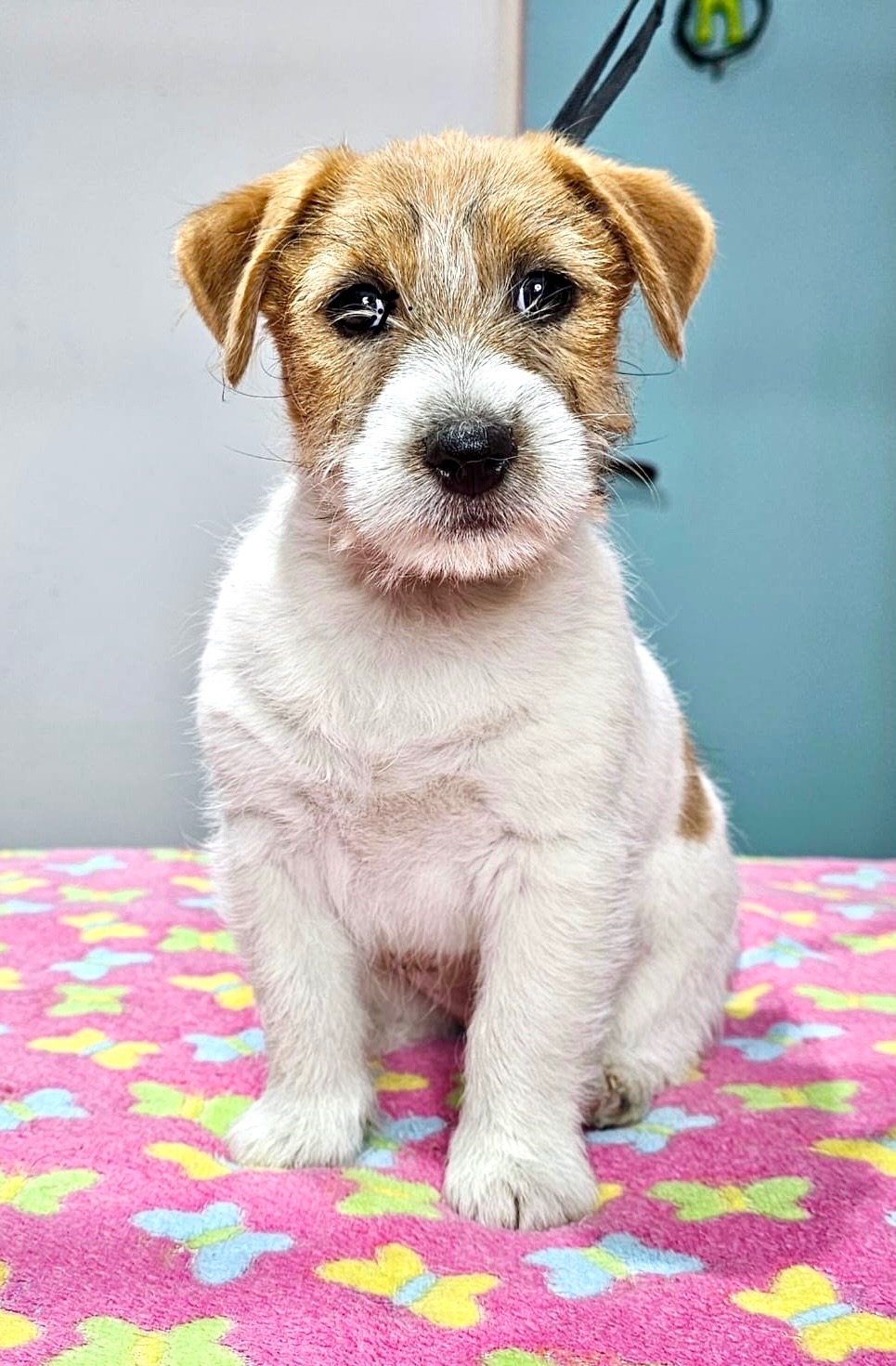 Jack Russell Terrier FCI ZKWP