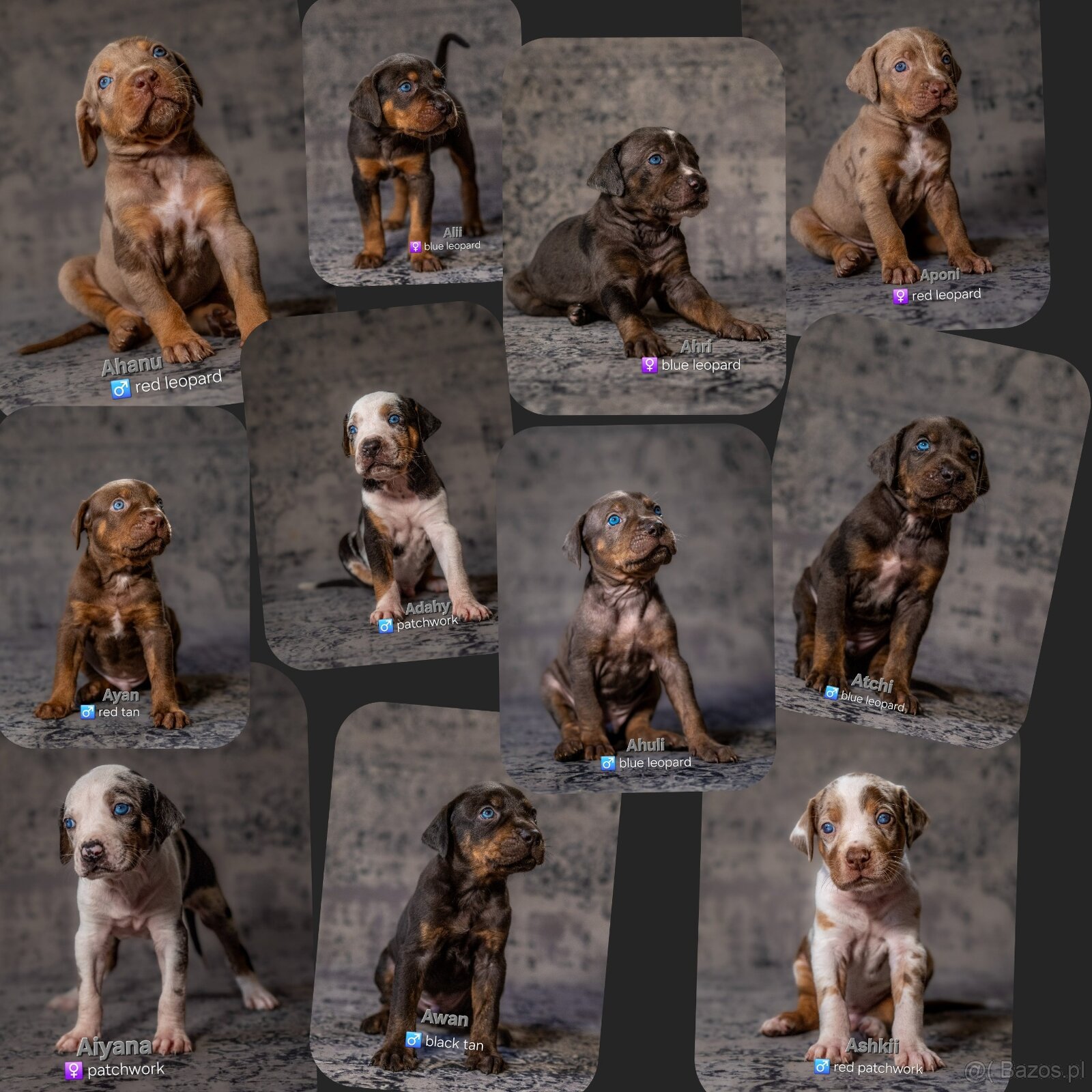Louisiana Catahoula Leopard Dog