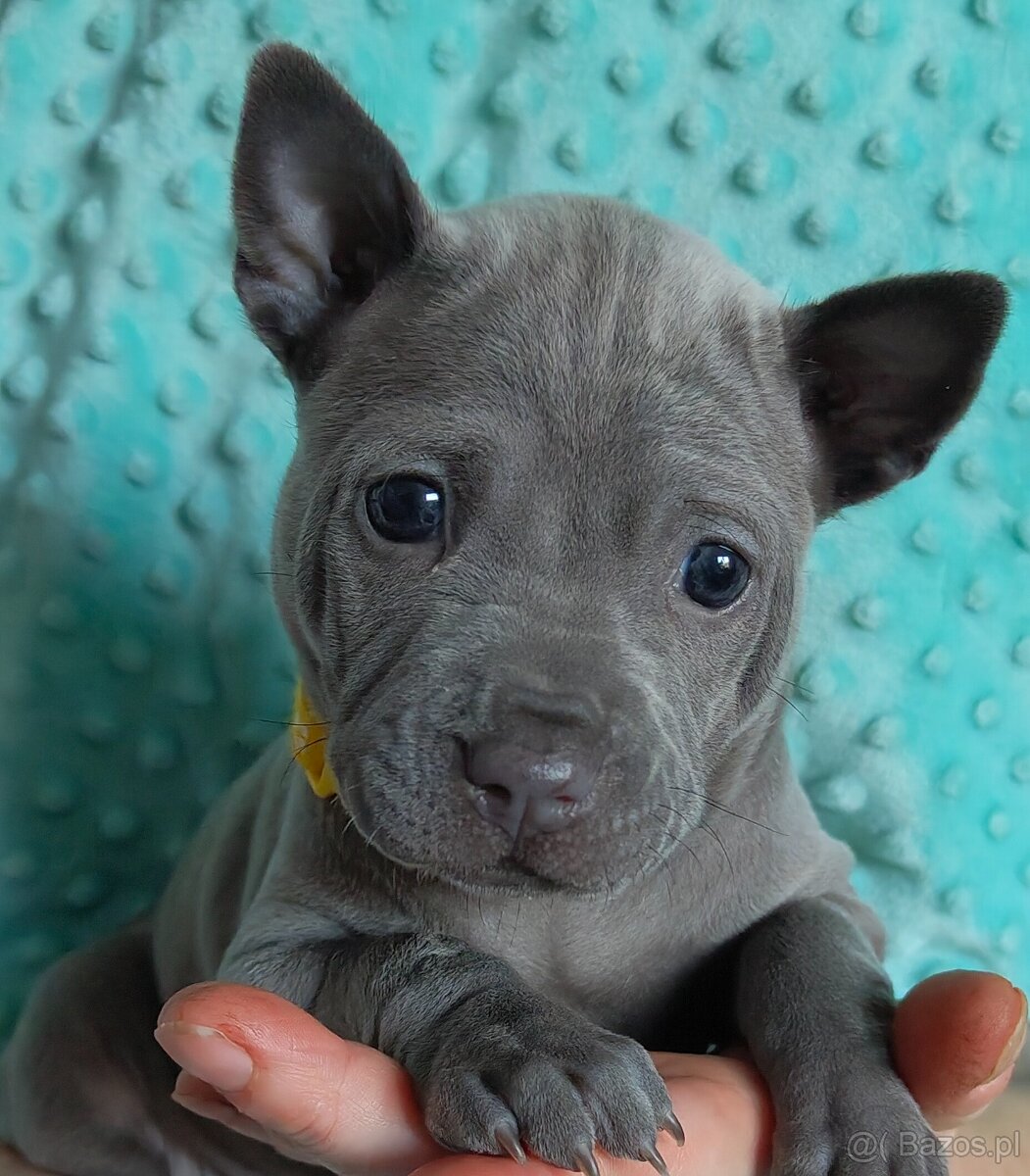 Thai Ridgeback Dog- Dog Thajski