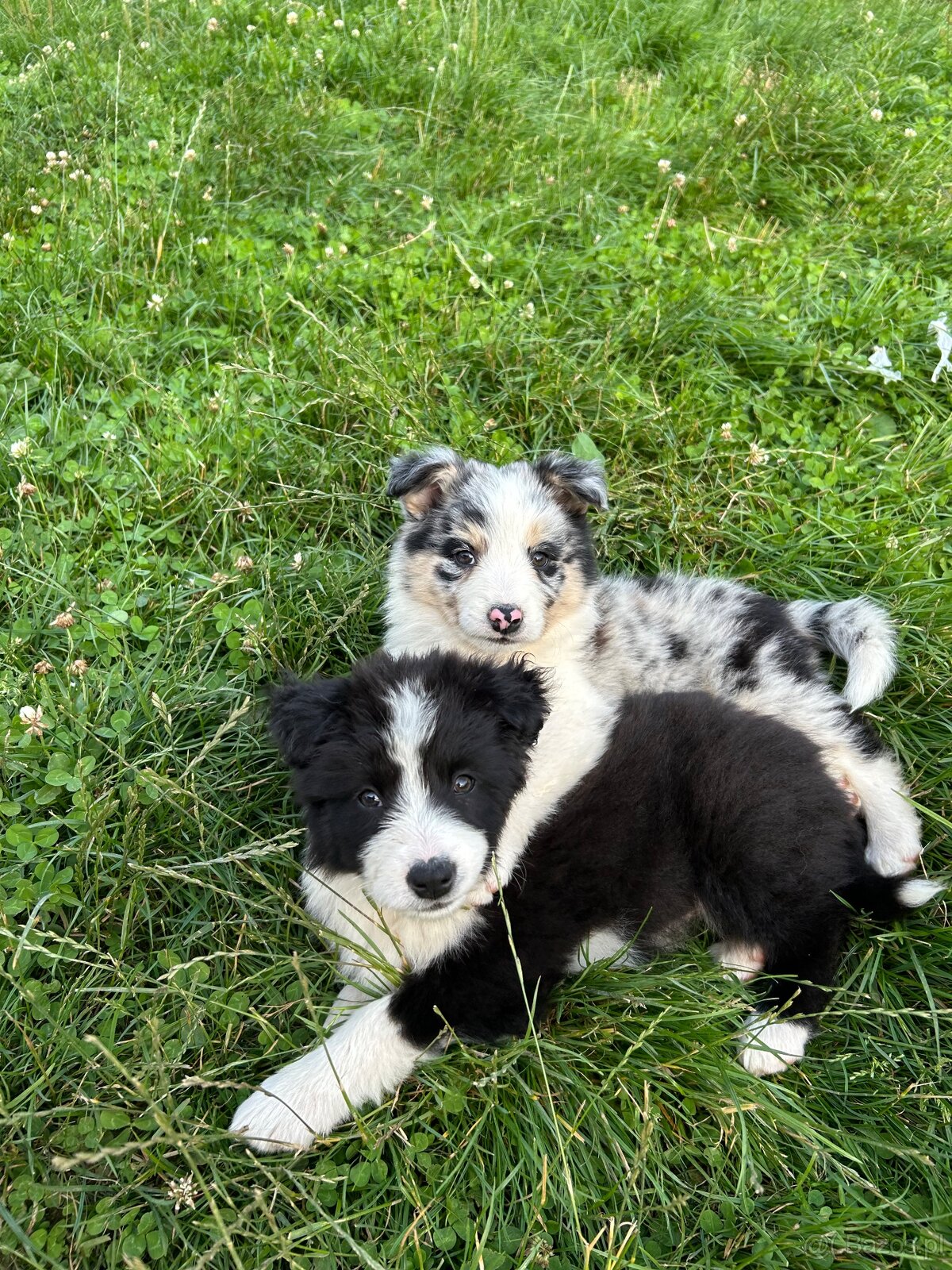 Szczeniaki border collie
