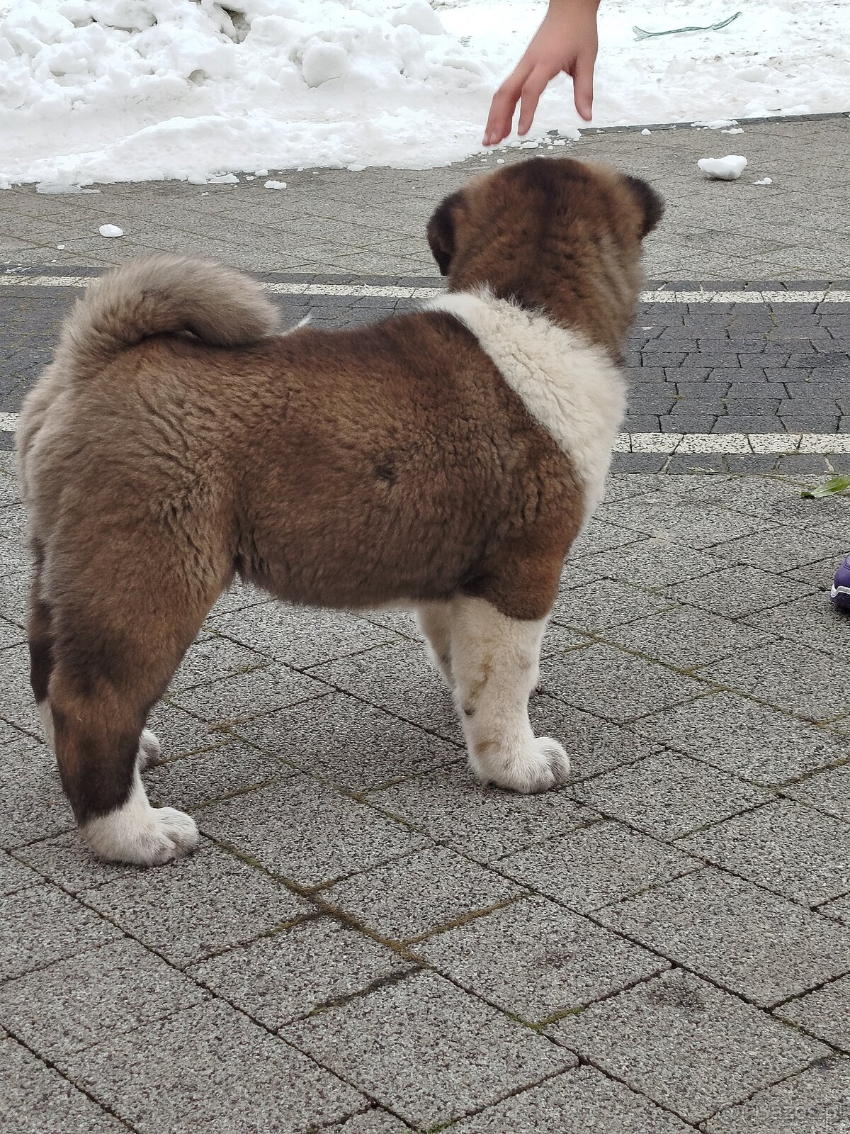 Akita amerykańska pies