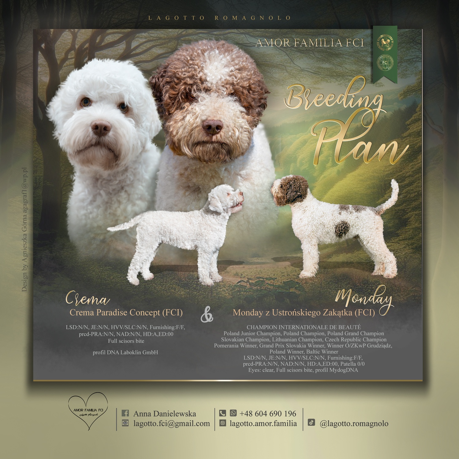 Lagotto romagnolo -szczenięta ur. 19.03.2025 r.