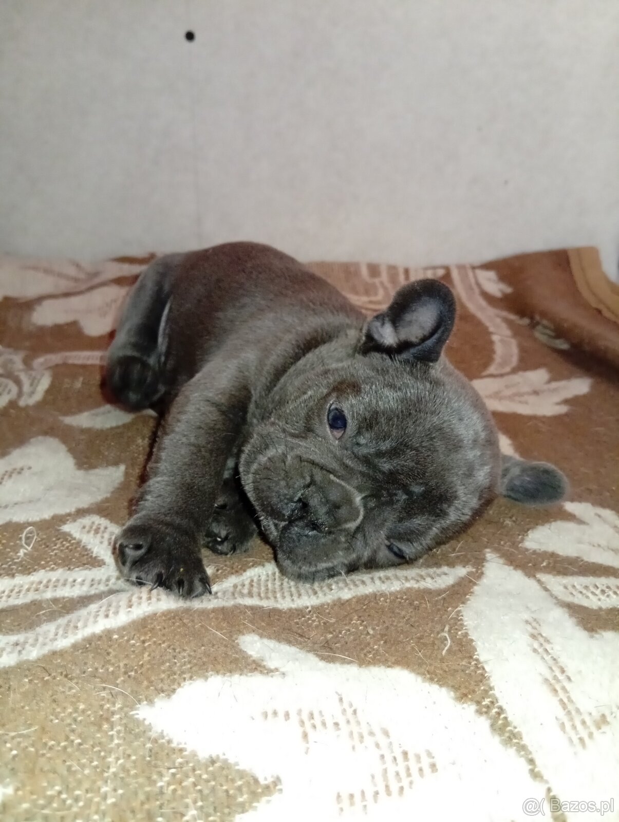 Buldog francuski