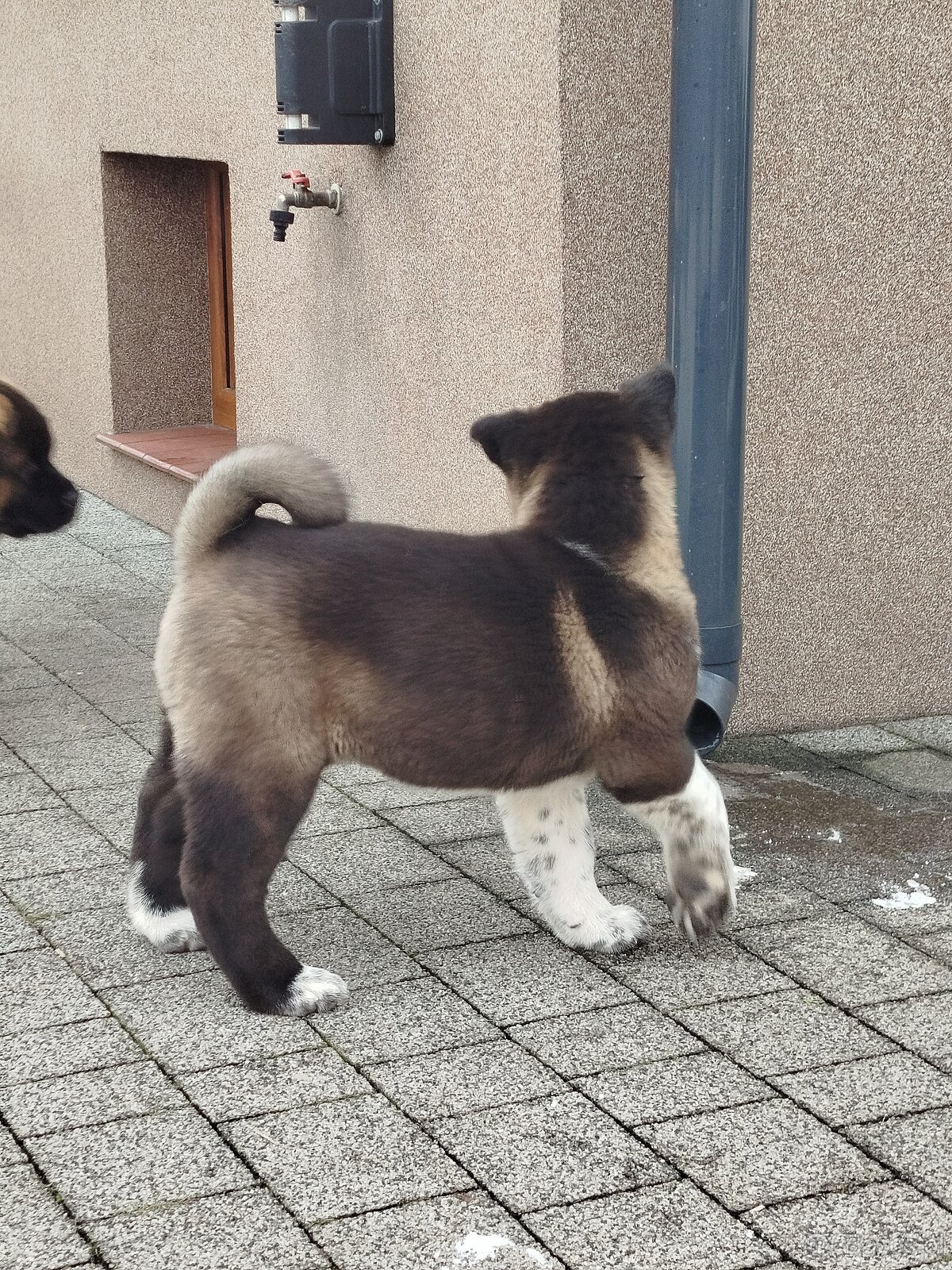 Akita amerykańska suczka