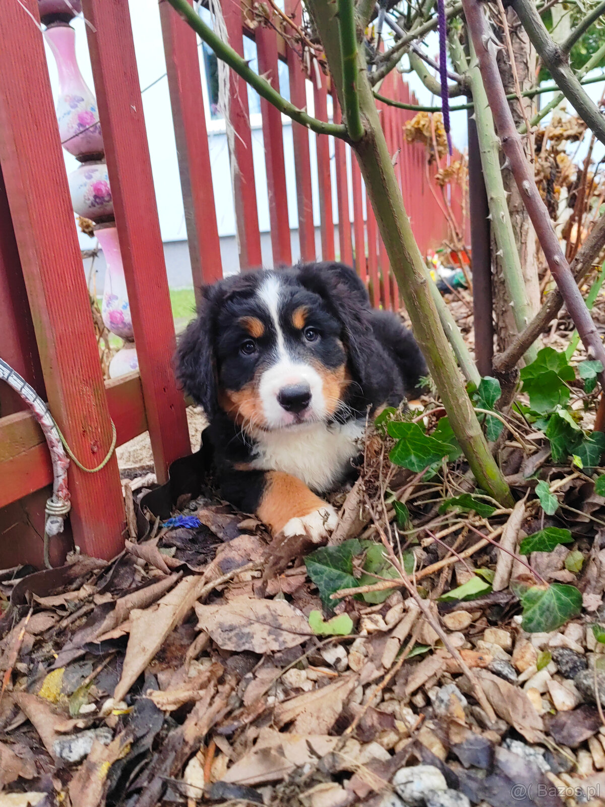 Szczenieta Berneński Pies Pasterski