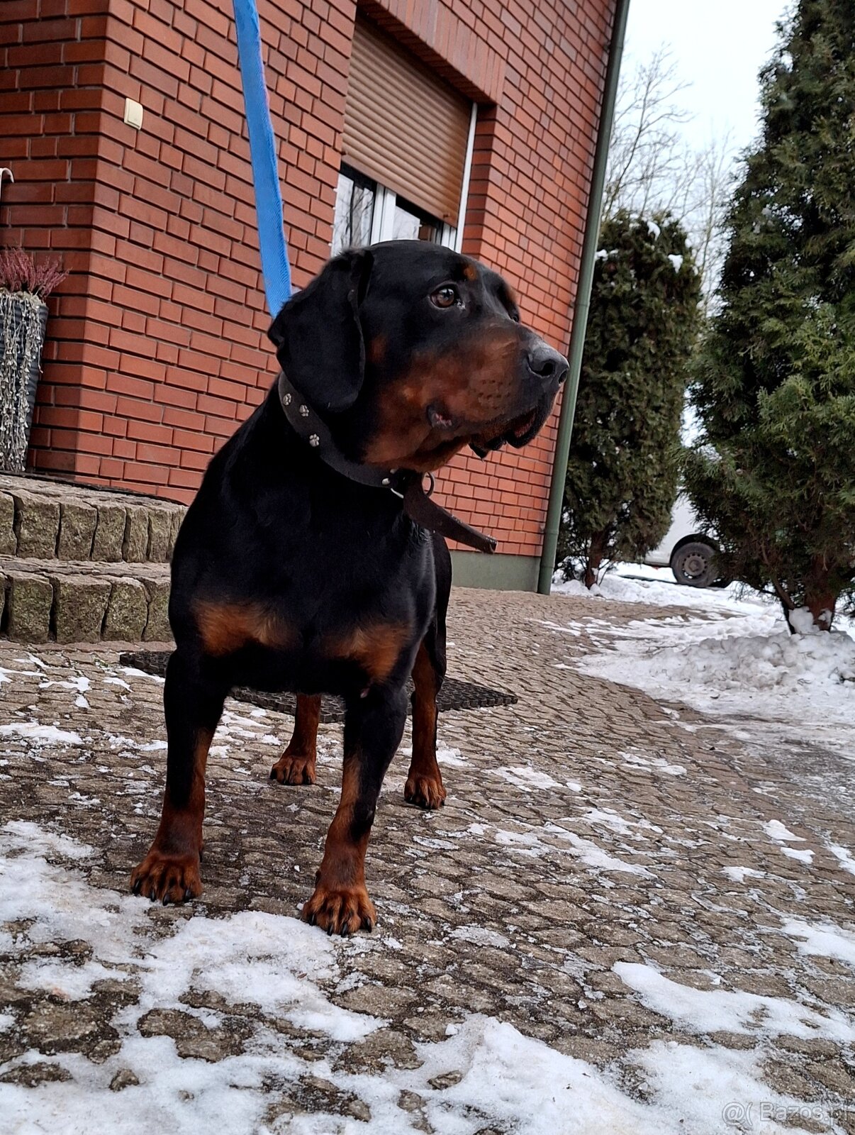 Gończy Słowacki KOPOV ZKwP FCI