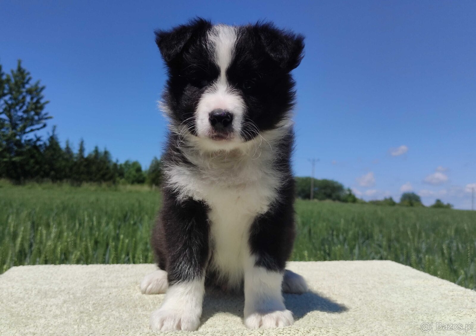 Piękny czarno-biały Border Collie, pies ZAFIR z hodowli, peł
