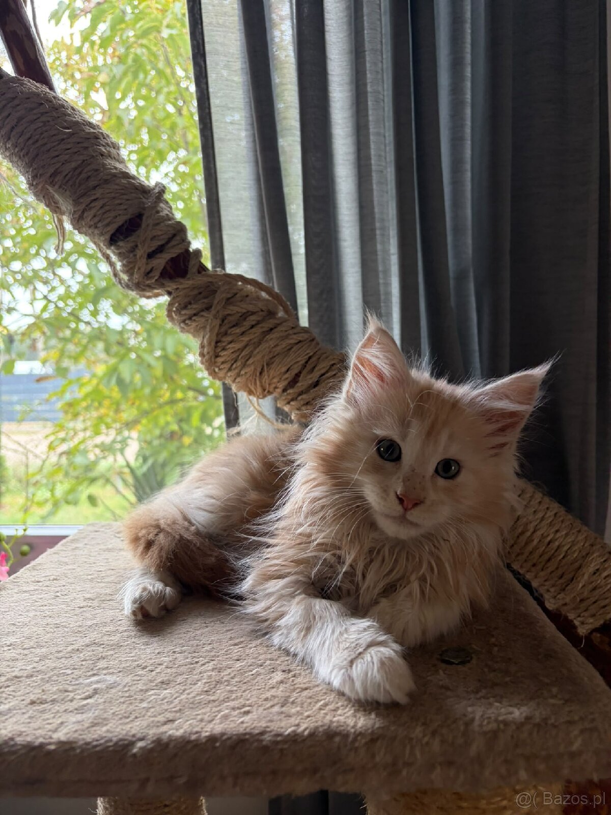 Maine Coon – wyjątkowe kocurki szukają kochających