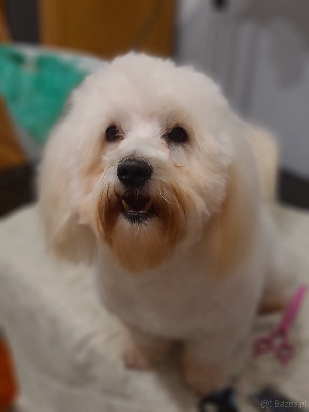 Coton de tulear pies dorosły