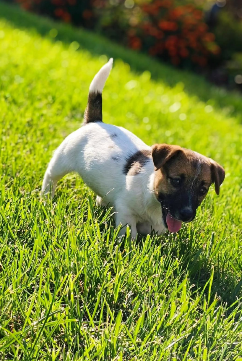 Jack Russell Terrier - suczka - nie do hodowli