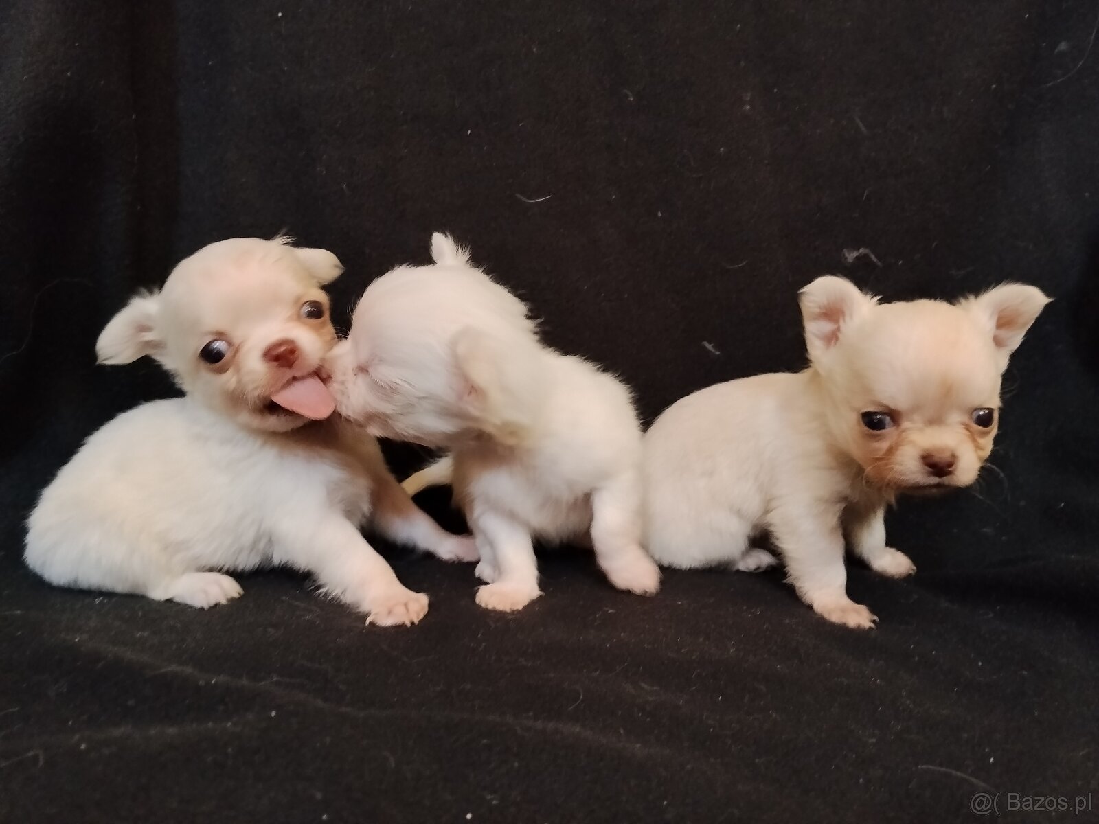 Chihuahua szczeniaczki sliczne