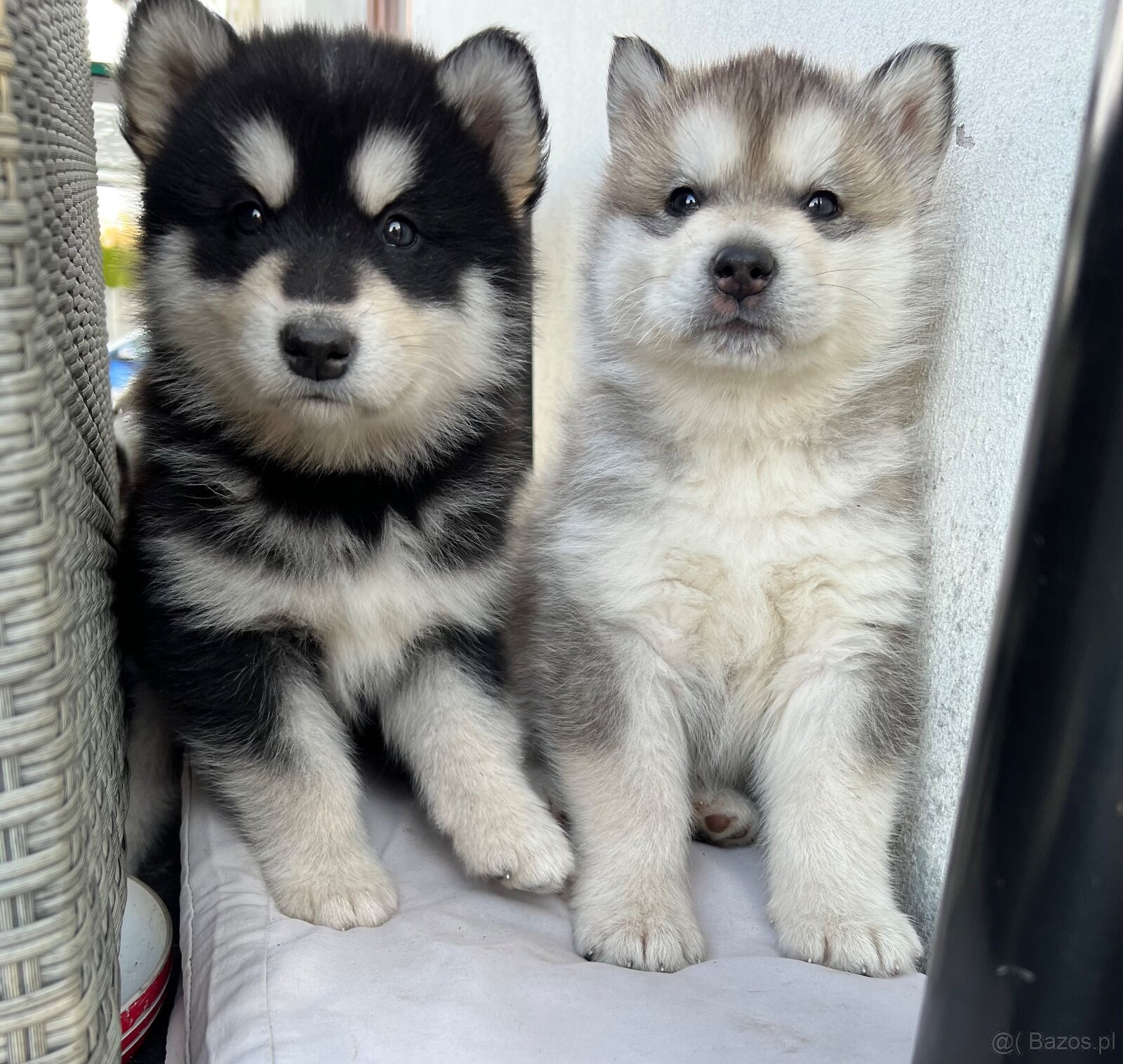Alaskan Malamute szczeniaki