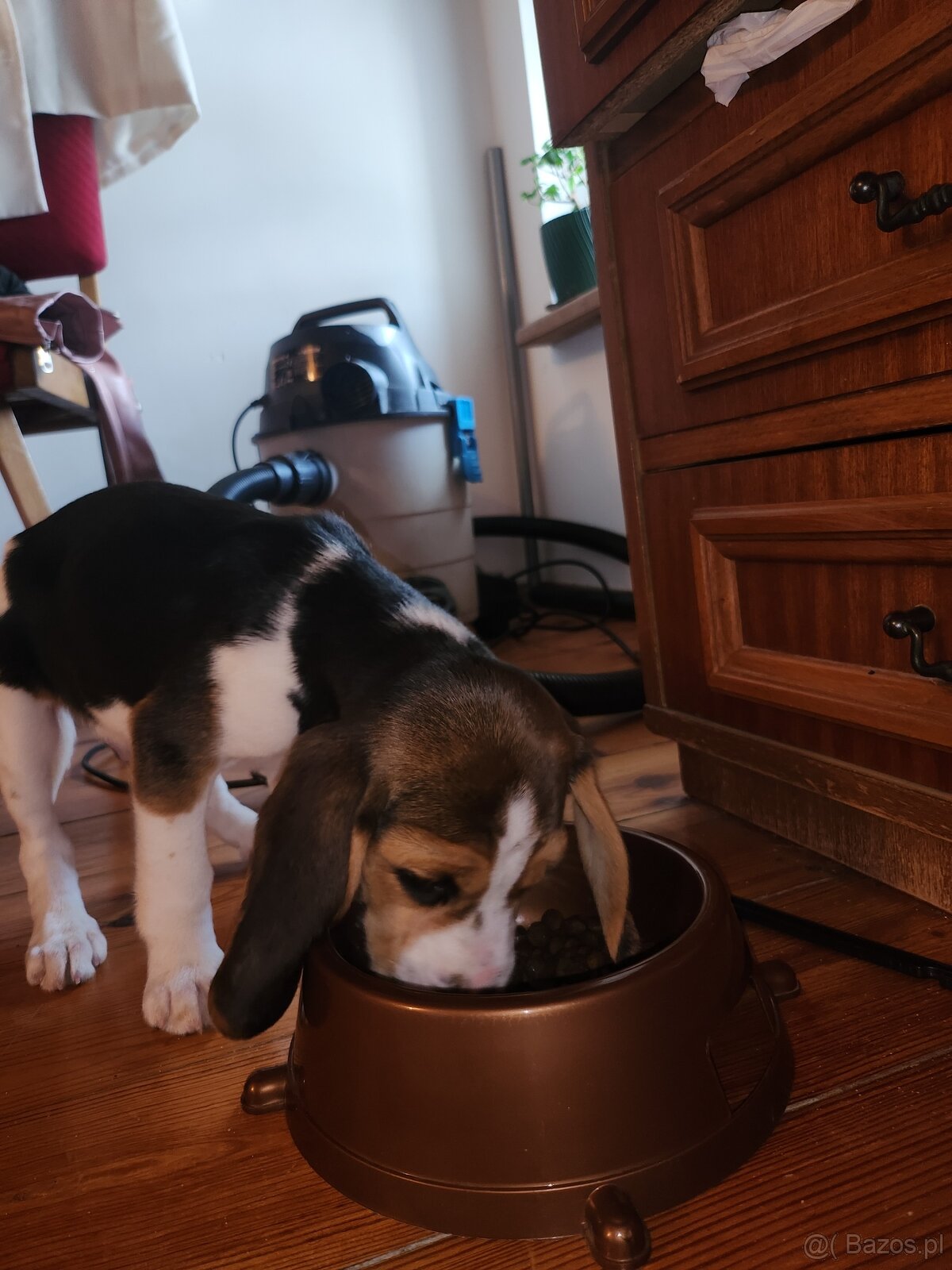 Sprzedam psa do adaptacji