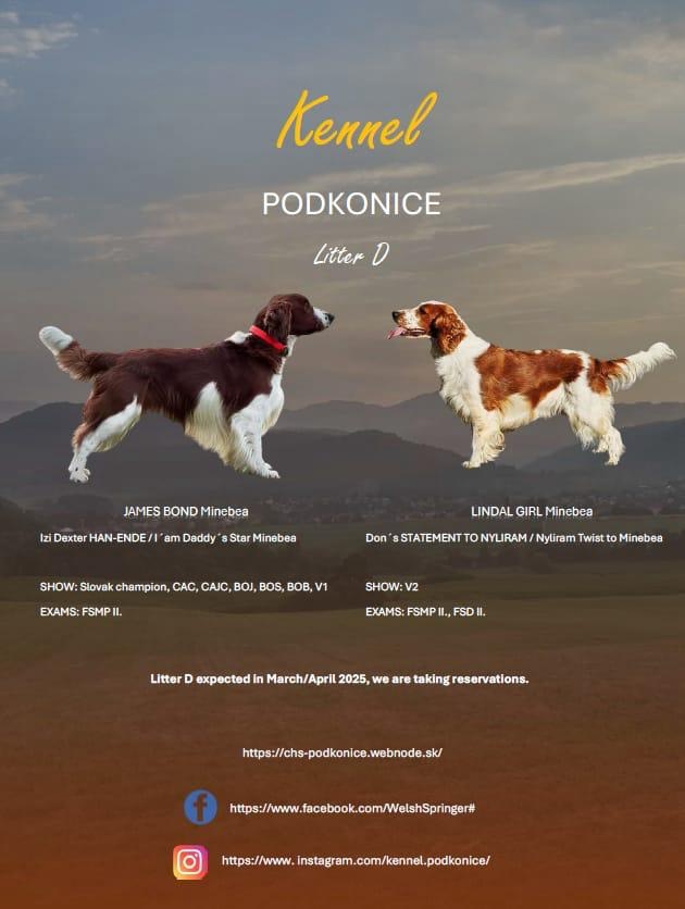 Welsh Springer Spaniel - šteniatka