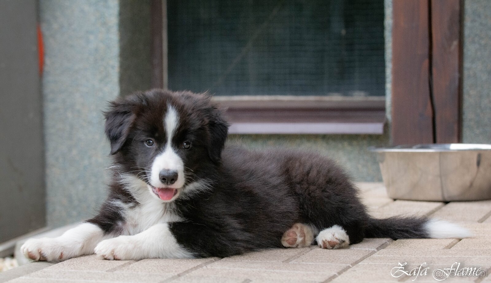 Border collie