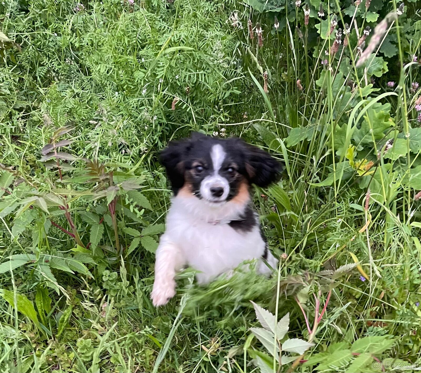 Spaniel kontynentalny miniaturowy, phalene, nie papillon FCI