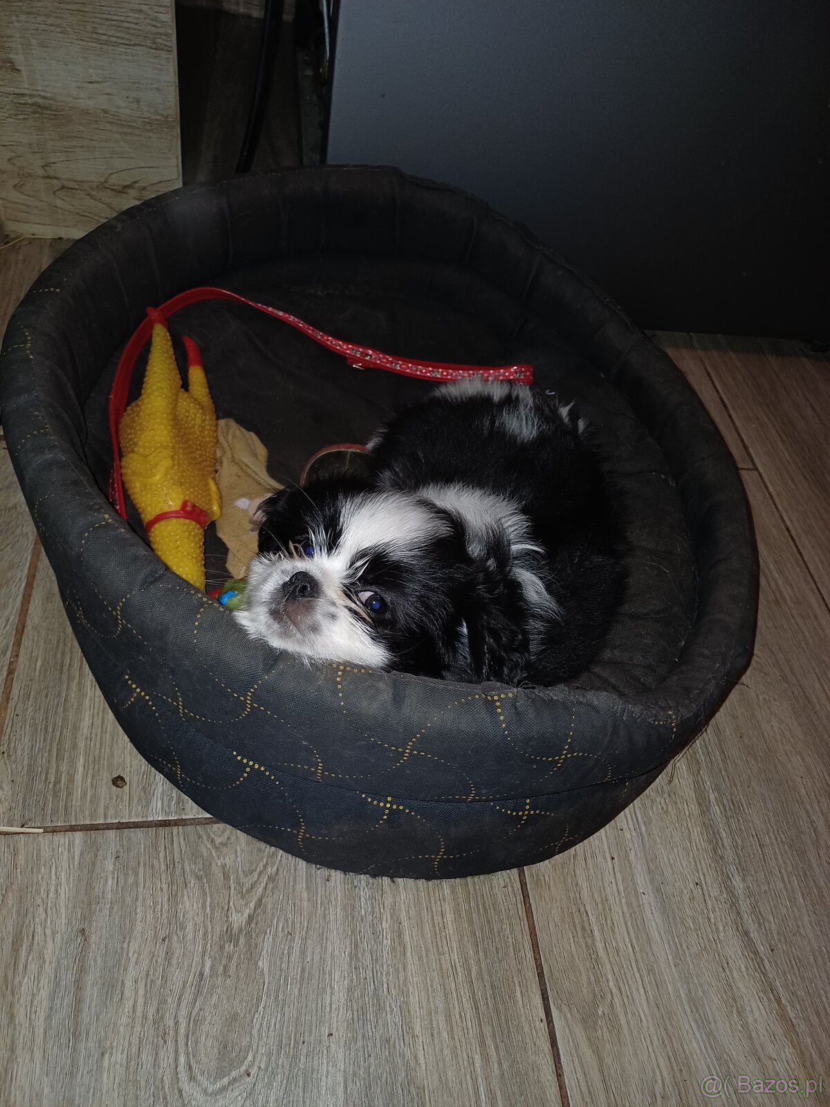 Pieski shih tzu