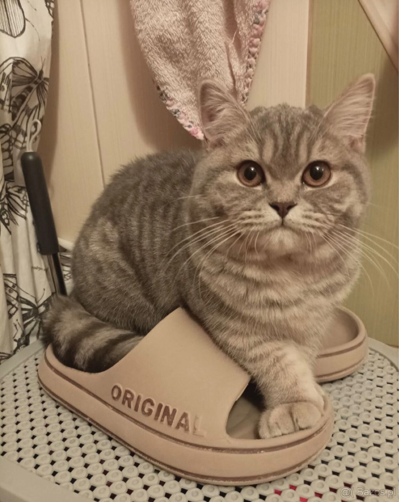 Sprzedam piękną brytyjską kotkę krótkowłosą 🐱