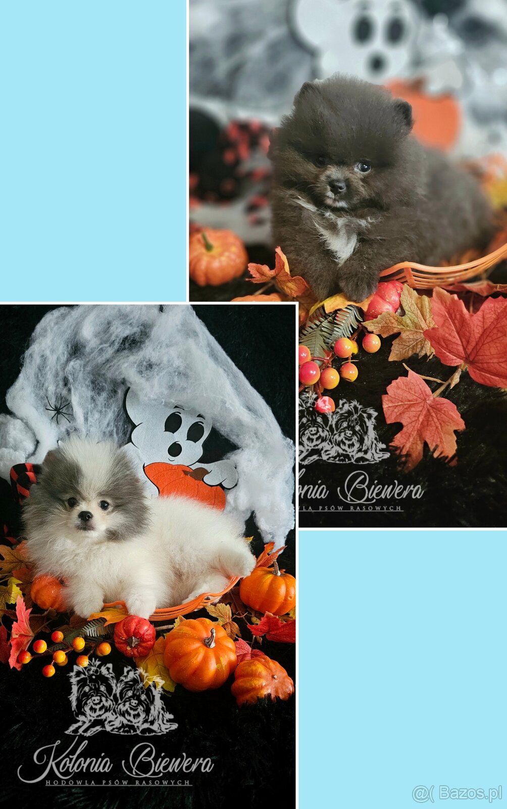 Szpic Miniaturowy/Pomeranian dla Konsenera Blue&white