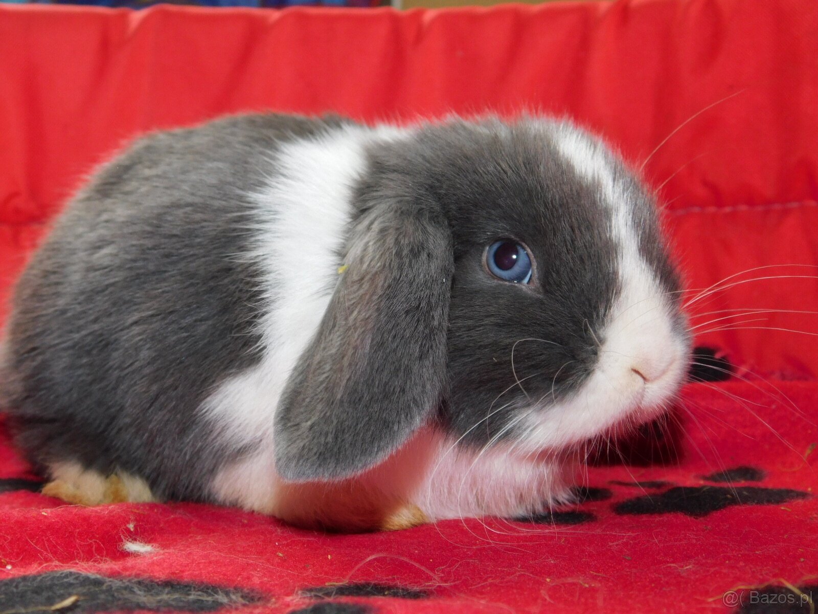 Cudowne baranki mini lop niebieskie