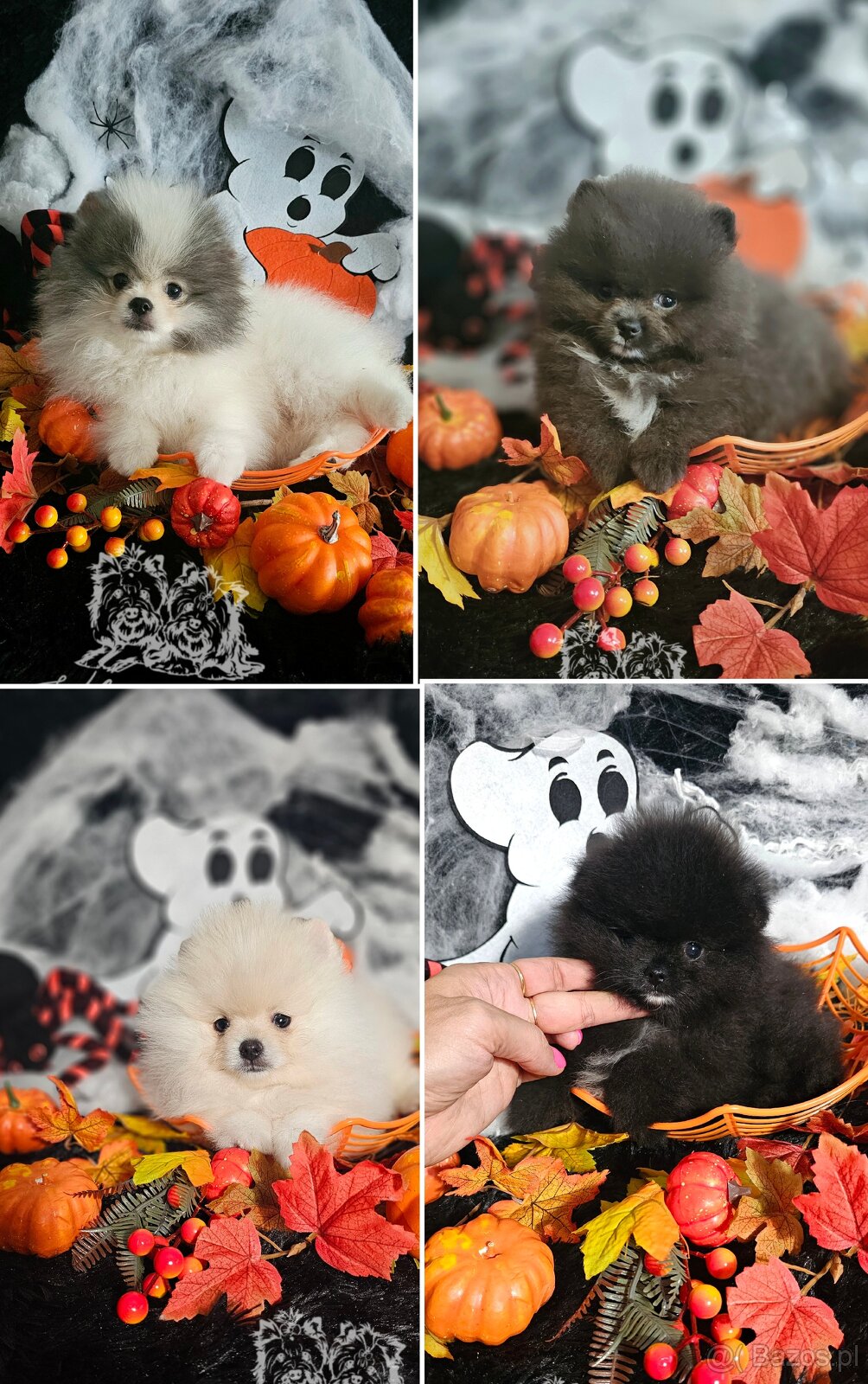 Szpic Miniaturowy/Pomeranian PASZPORT