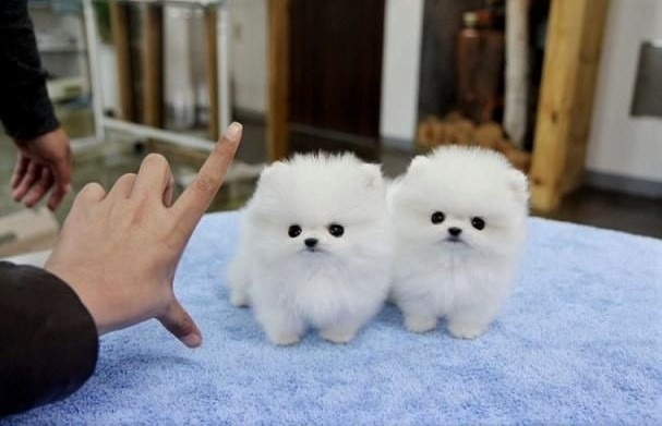 Šteniatka pomeraniana na predaj.