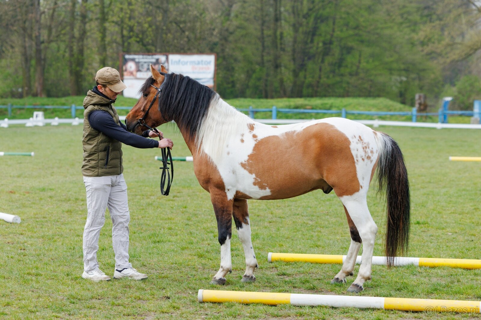 Ogier L-Karat srokaty tobiano homozygota