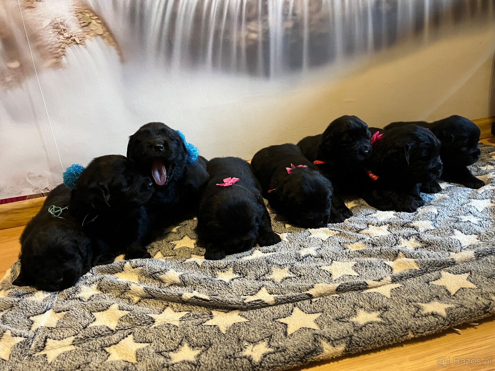 Nowofundland Kennel Club