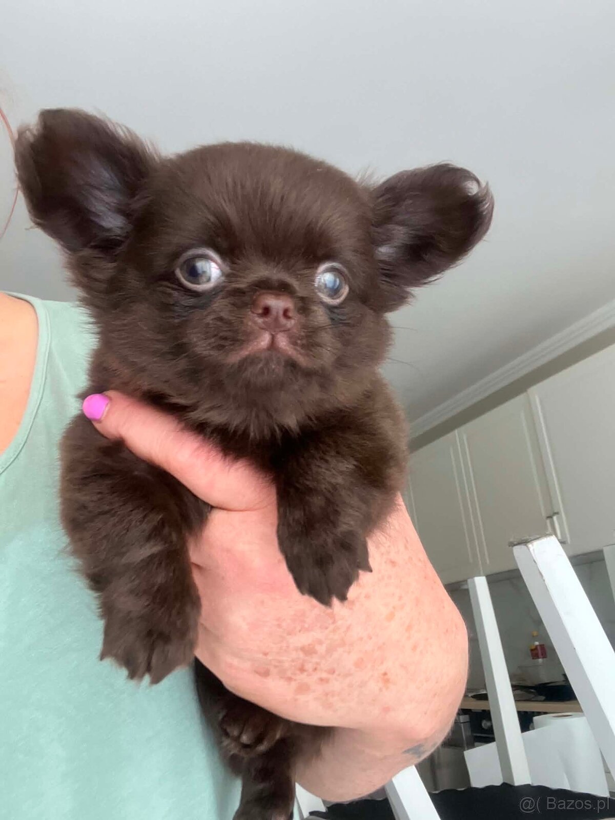 Chihuahua piesek