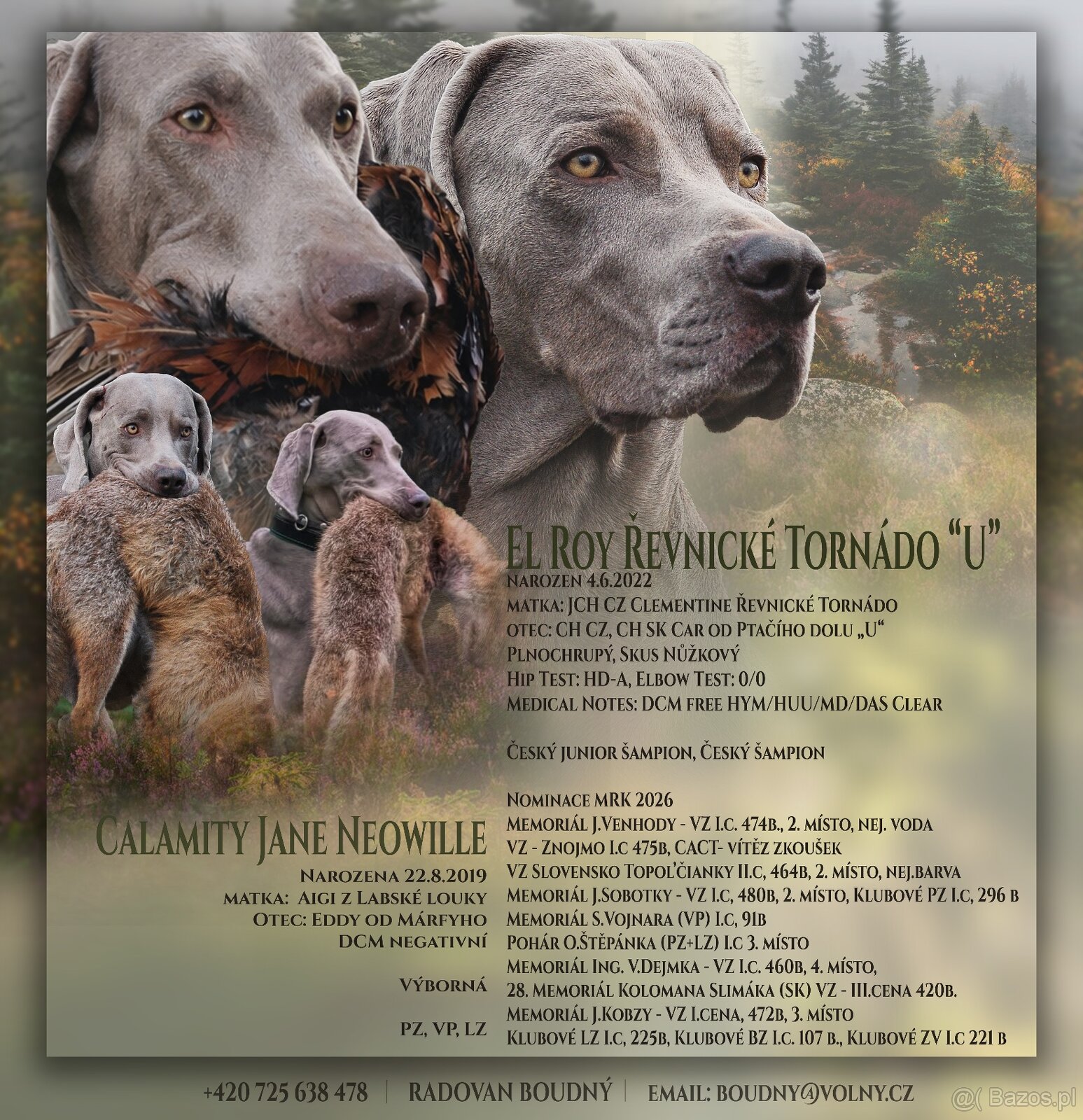 szczeniaka ogara rasy weimaraner gładkowłosy